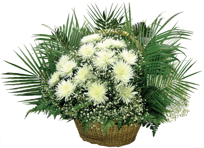 Корзина «хризантема» с живыми цветами  (0